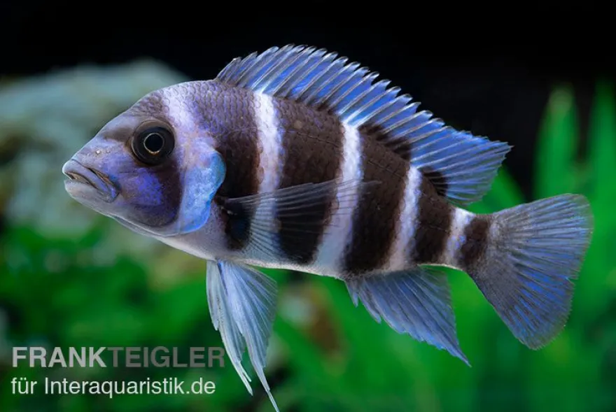 Beulenkopfcichlide Blue Zaire Mboba, Cyphotilapia frontosa Blue Zaire Mboba, 4-5 cm DNZ