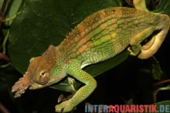 Böhme´s Zweihornchamäleon, Kinyongia boehmei