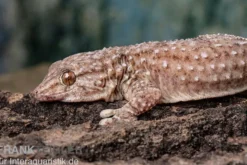 Bibrons Dickfingergecko, Chondrodactylus bibronii, Männlich