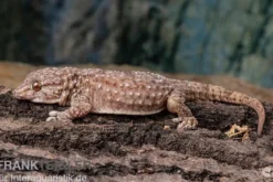 Bibrons Dickfingergecko, Chondrodactylus bibronii, Männlich