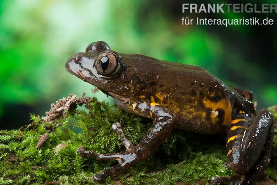 Big-Eye Frog, Leptopilis spec. Big-Eye Frog