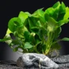 Bigfoot-Zwergspeerblatt, Anubias barteri var. nana "Bigfoot", XL-Topf, Mutterpflanze
