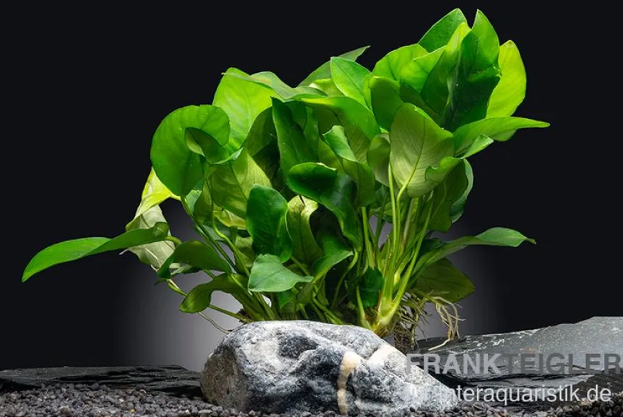 Bigfoot-Zwergspeerblatt, Anubias barteri var. nana "Bigfoot", XL-Topf, Mutterpflanze