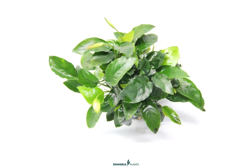 Bigfoot-Zwergspeerblatt, Anubias barteri var. nana "Bigfoot", XL-Topf, Mutterpflanze