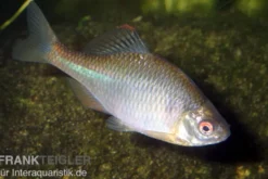 Bitterling, Rhodeus sericeus amarus, 4-5 cm (Kaltwasser), DNZ