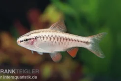 Bitterlingsbarbe, Rohanella titteya, ehem. Puntius titteya