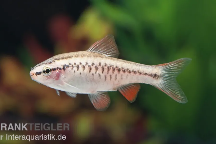 Bitterlingsbarbe, Rohanella titteya, ehem. Puntius titteya