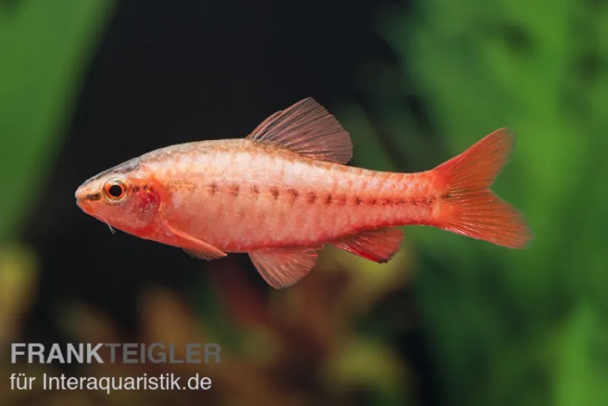 Bitterlingsbarbe, Rohanella titteya, ehem. Puntius titteya