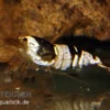 Black Bee Mosura Garnele, Caridina logemanni