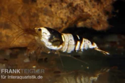 Black Bee Mosura Garnele, Caridina logemanni