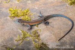 Blackbelly Racerunner, Aspidoscelis deppii