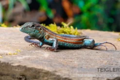 Blackbelly Racerunner, Aspidoscelis deppii