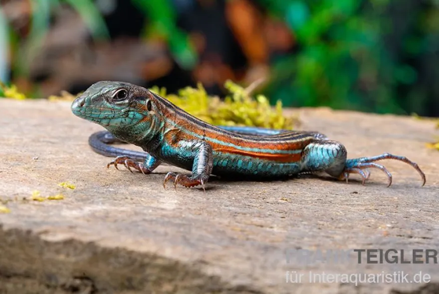 Blackbelly Racerunner, Aspidoscelis deppii