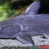 Black Catfish, Trachycorystes trachycorystes
