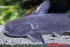 Black Catfish, Trachycorystes trachycorystes