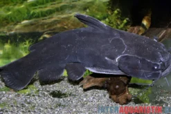 Black Catfish, Trachycorystes trachycorystes