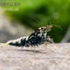 Black Galaxy Garnele Mix, Caridina spec. "Black Galaxy"