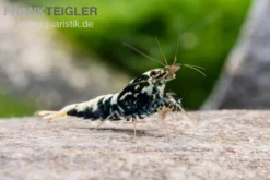 Black Galaxy Garnele Mix, Caridina spec. "Black Galaxy"