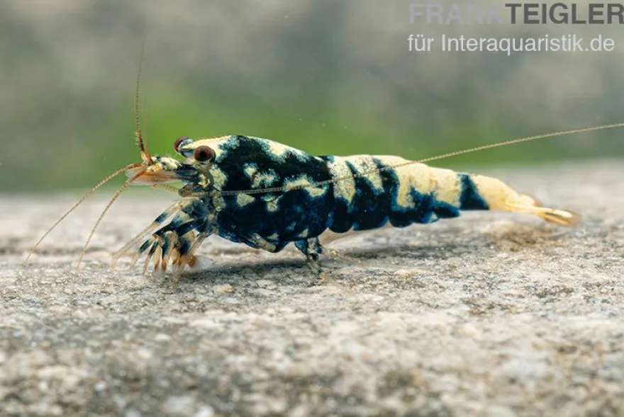 Black Galaxy Garnele Mix, Caridina spec. "Black Galaxy"