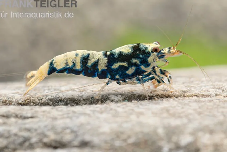Black Galaxy Garnele Mix, Caridina spec. "Black Galaxy"