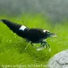 Black King Kong Garnele, Caridina spec. Black King Kong (Taiwan Bee)