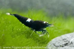 Black King Kong Garnele, Caridina spec. Black King Kong (Taiwan Bee)