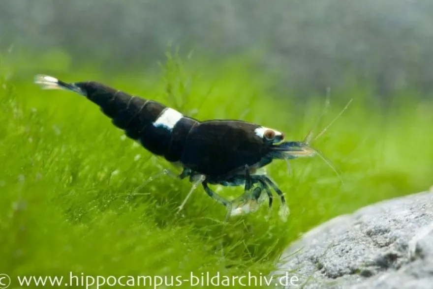 Black King Kong Garnele, Caridina spec. Black King Kong (Taiwan Bee)