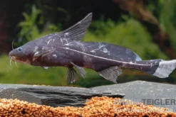 Black Lancer, Bagrichthys macracanthus