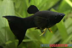 Black Molly Lyra, Poecilia sphenops