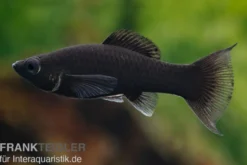 Black Molly Lyra, Poecilia sphenops