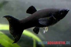 Black Molly Lyra, Poecilia sphenops