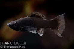 Black Molly Lyra, Poecilia sphenops