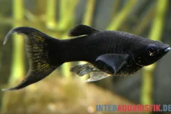 Black Molly Lyra, Poecilia sphenops