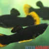 Black Molly Orange Tail, Poecilia sphenops