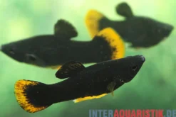 Black Molly Orange Tail, Poecilia sphenops