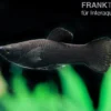Black Molly, Poecilia sphenops