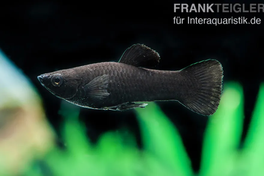 Black Molly, Poecilia sphenops