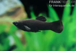 Black Molly, Poecilia sphenops