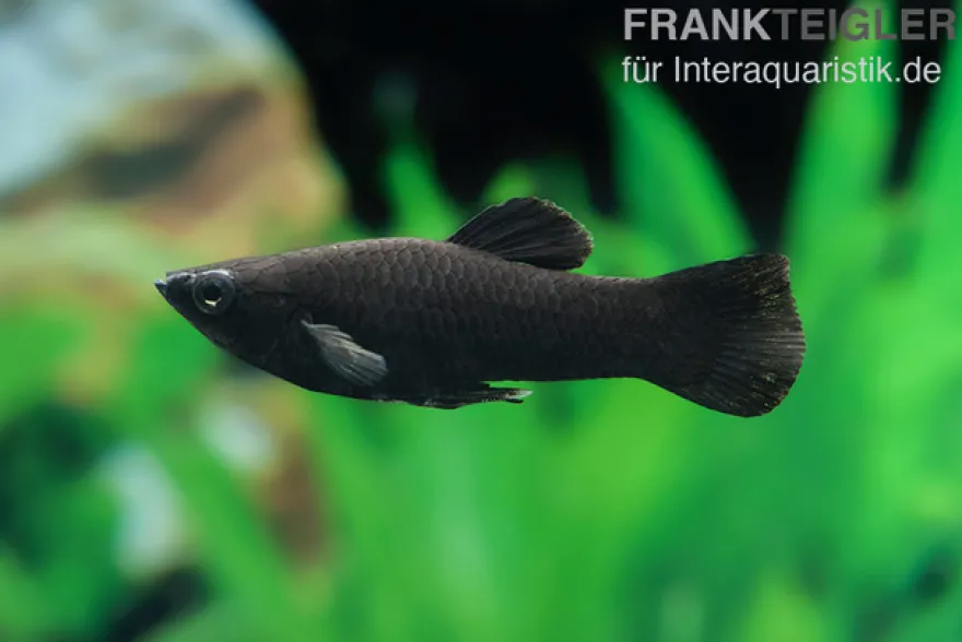 Black Molly, Poecilia sphenops