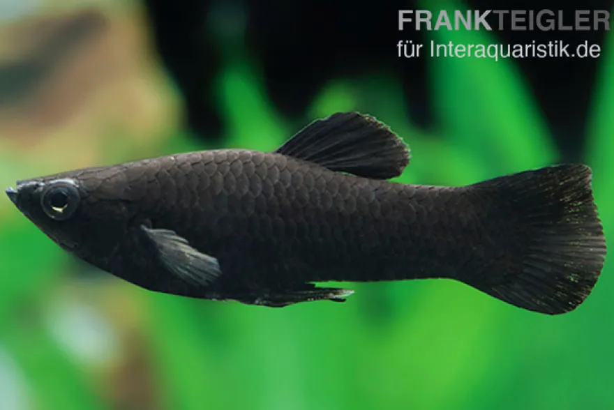 Black Molly, Poecilia sphenops