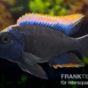 Black-orange-dorsale-Buntbarsch, Otopharynx spec. black orange dorsale