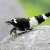 Black Panda Garnele, Caridina spec. Black Panda (Taiwan Bee)
