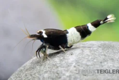 Black Panda Garnele, Caridina spec. Black Panda (Taiwan Bee)