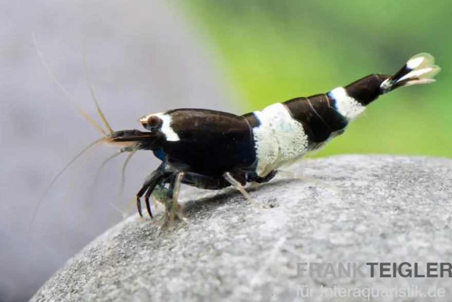 Black Panda Garnele, Caridina spec. Black Panda (Taiwan Bee)
