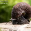 Black Panther-Turmdeckelschnecke, Sulcospira testudinaria