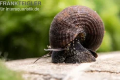 Black Panther-Turmdeckelschnecke, Sulcospira testudinaria