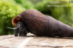 Black Panther-Turmdeckelschnecke, Sulcospira testudinaria
