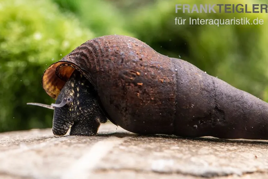 Black Panther-Turmdeckelschnecke, Sulcospira testudinaria