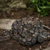 Black-Pastel-Königspython, Python regius