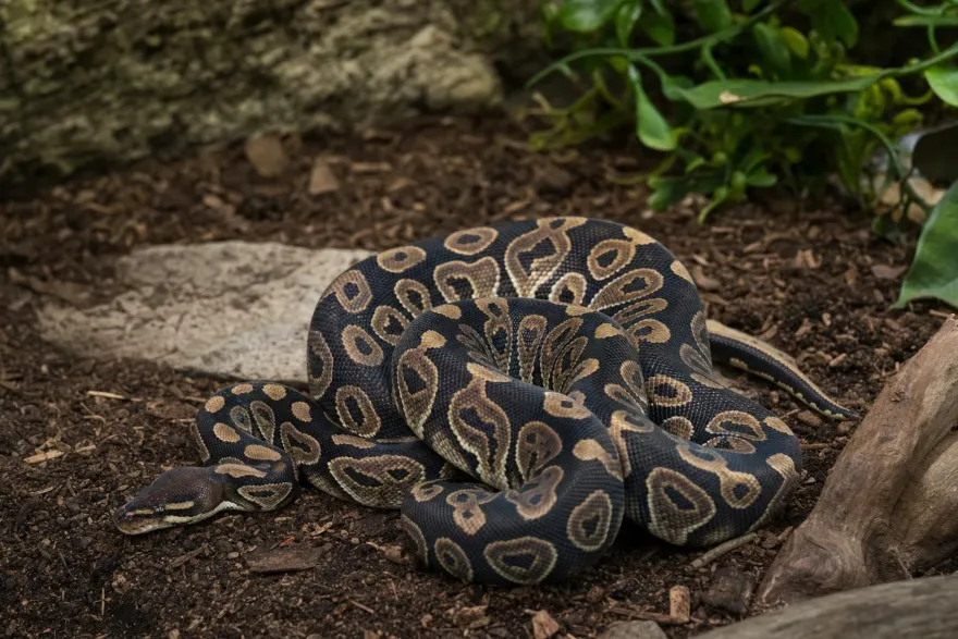 Black-Pastel-Königspython, Python regius